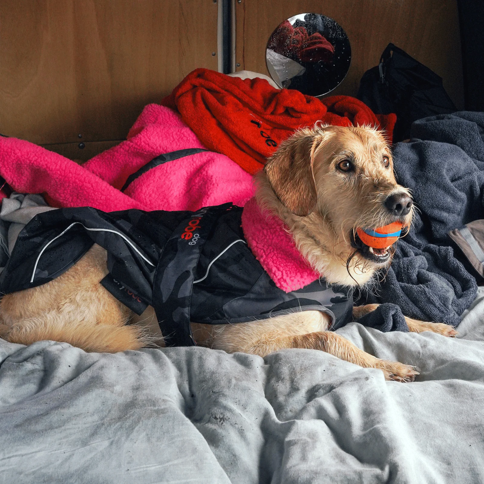 dryrobe Dog Robe Coat - Image 62