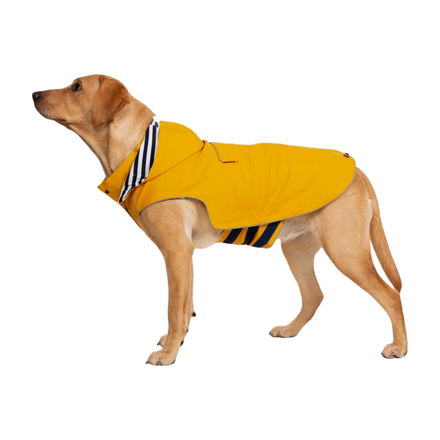 Trespaws Seadog Dog Raincoat - Image 3